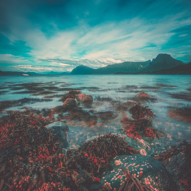 Egestas diam in arcu cursus